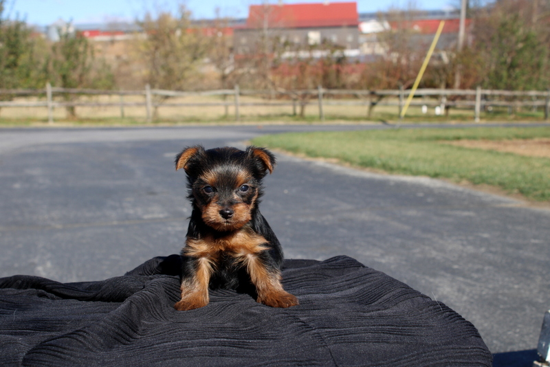 puppy, for, sale, Yokshire Terrier, Matthew B. Stoltzfus, dog, breeder, Gap, PA, dog-breeder, puppy-for-sale, forsale, nearby, find, puppyfind, locator, puppylocator, aca